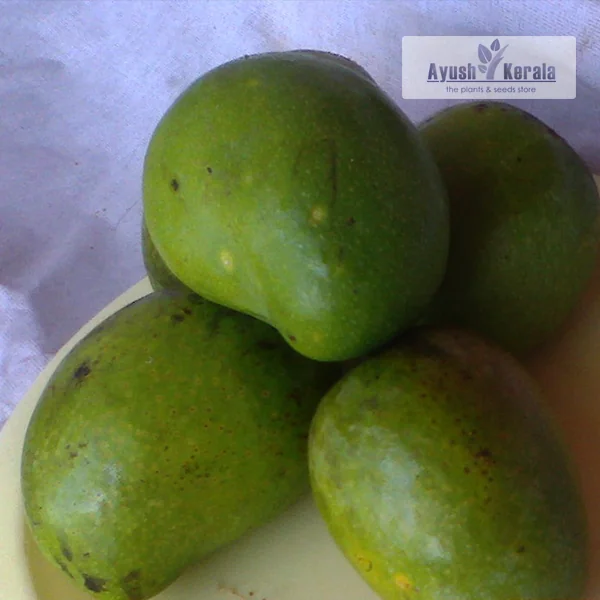 Arka Aruna Mango (આર્કા અરુણા કેરી)